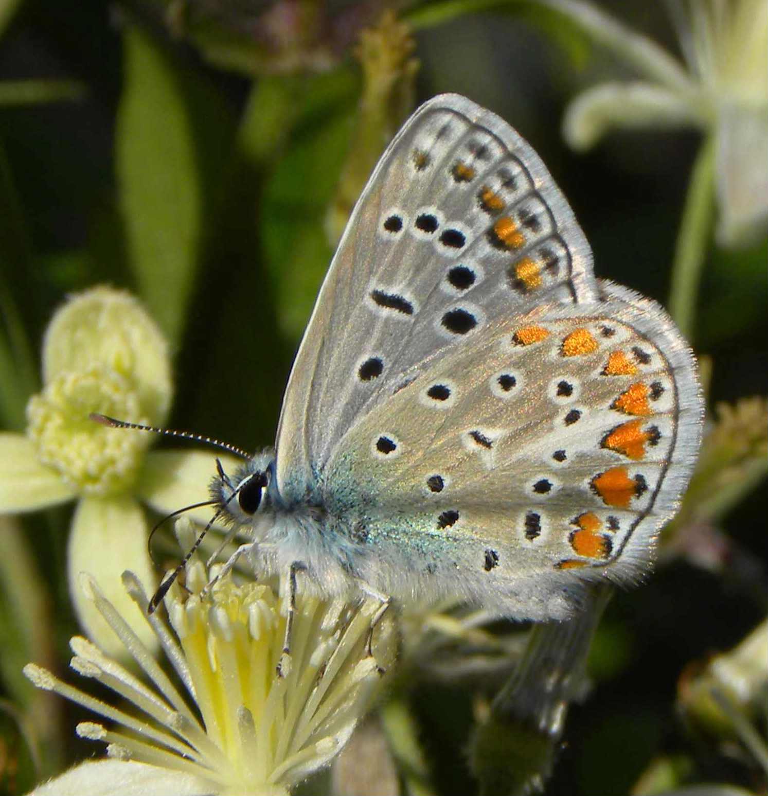 farfalla da identificare